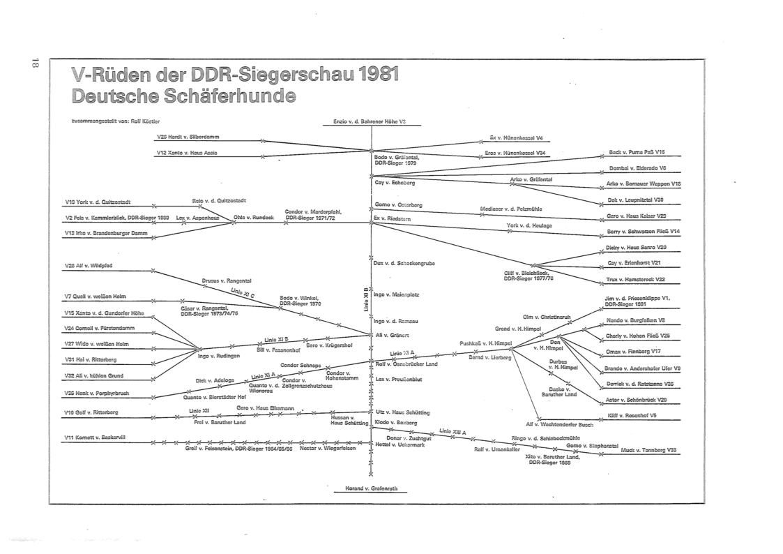 DDR Zuchtrüden 1981