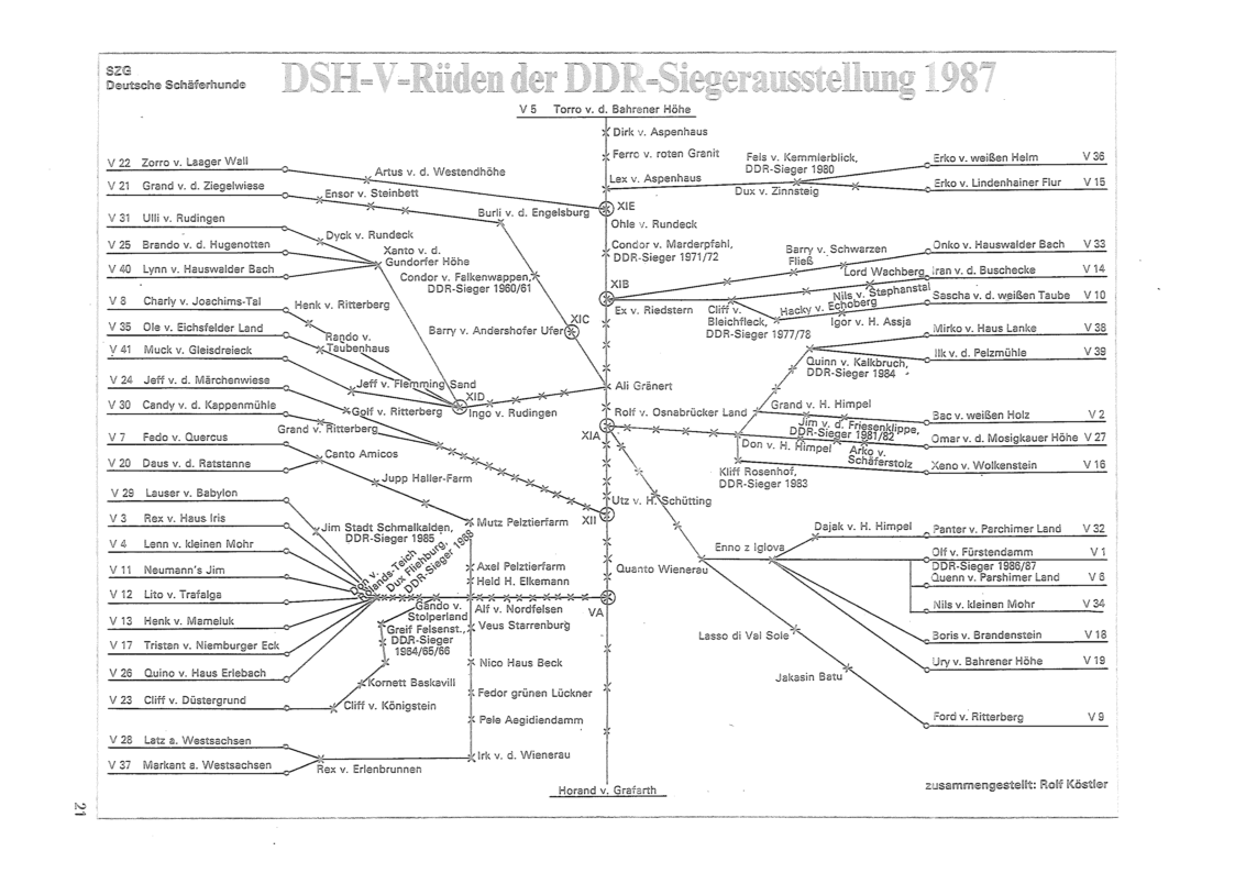 DDR Zuchtrüden 1987